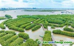 碳市場2.0，中國這樣布局